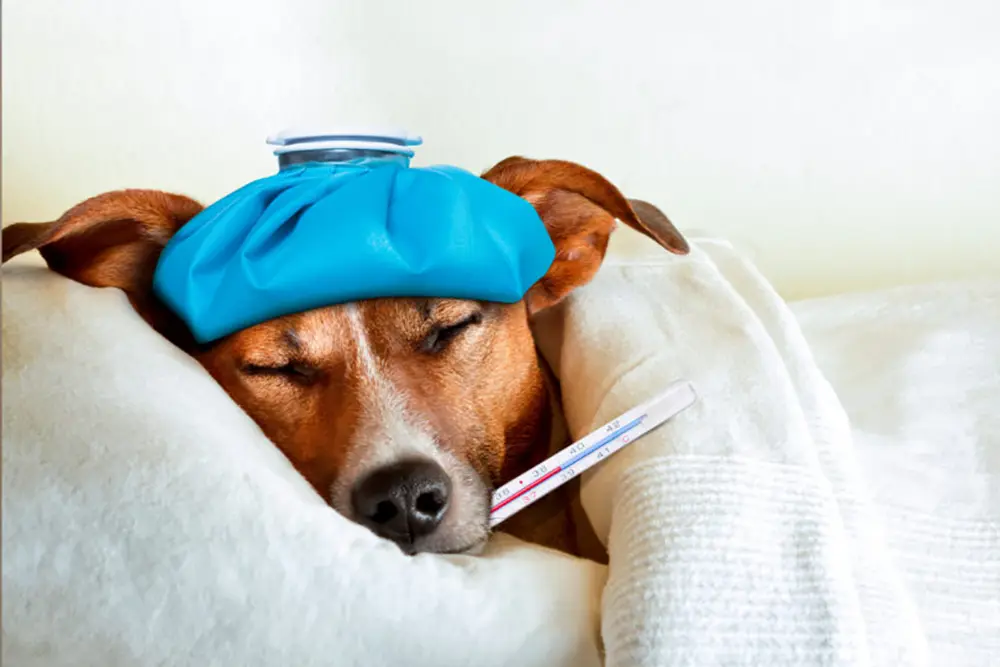 Viroses caninas no verão: como proteger os cães contra as doenças virais 5 Viroses caninas