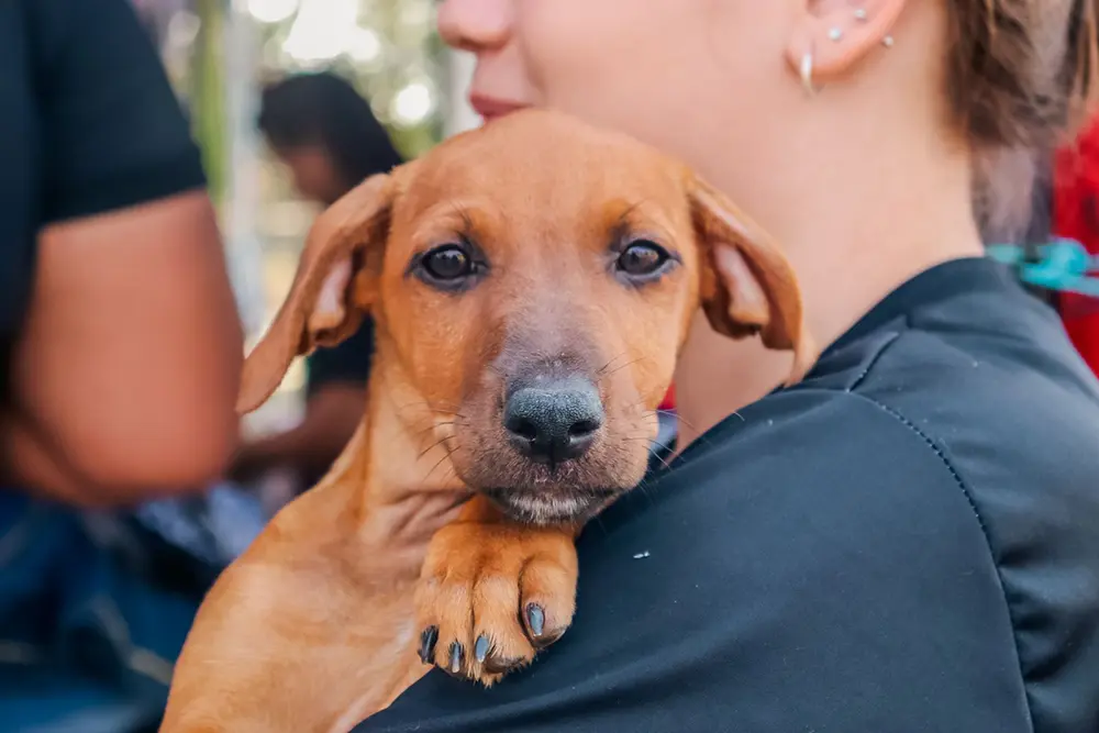 Música eletrônica e comida se unem em evento beneficente para proteção animal 5 Proteção Animal